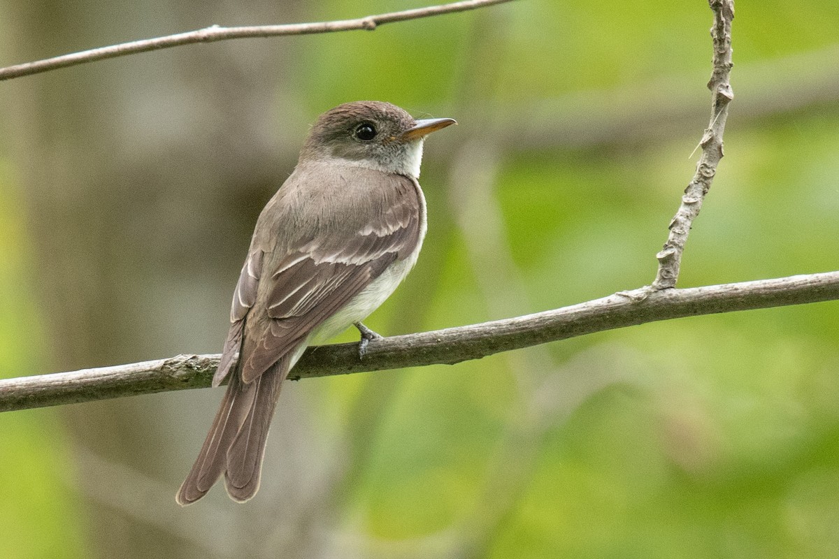 Eastern Wood-Pewee - Christine Mason