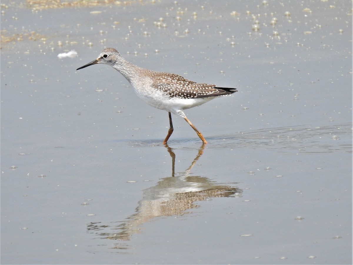 Lesser Yellowlegs - ML258144741