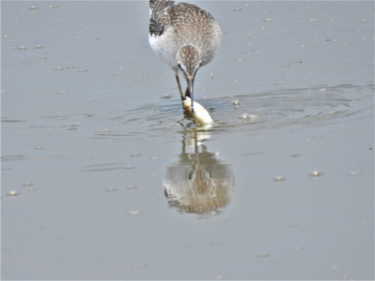 Lesser Yellowlegs - ML258144751