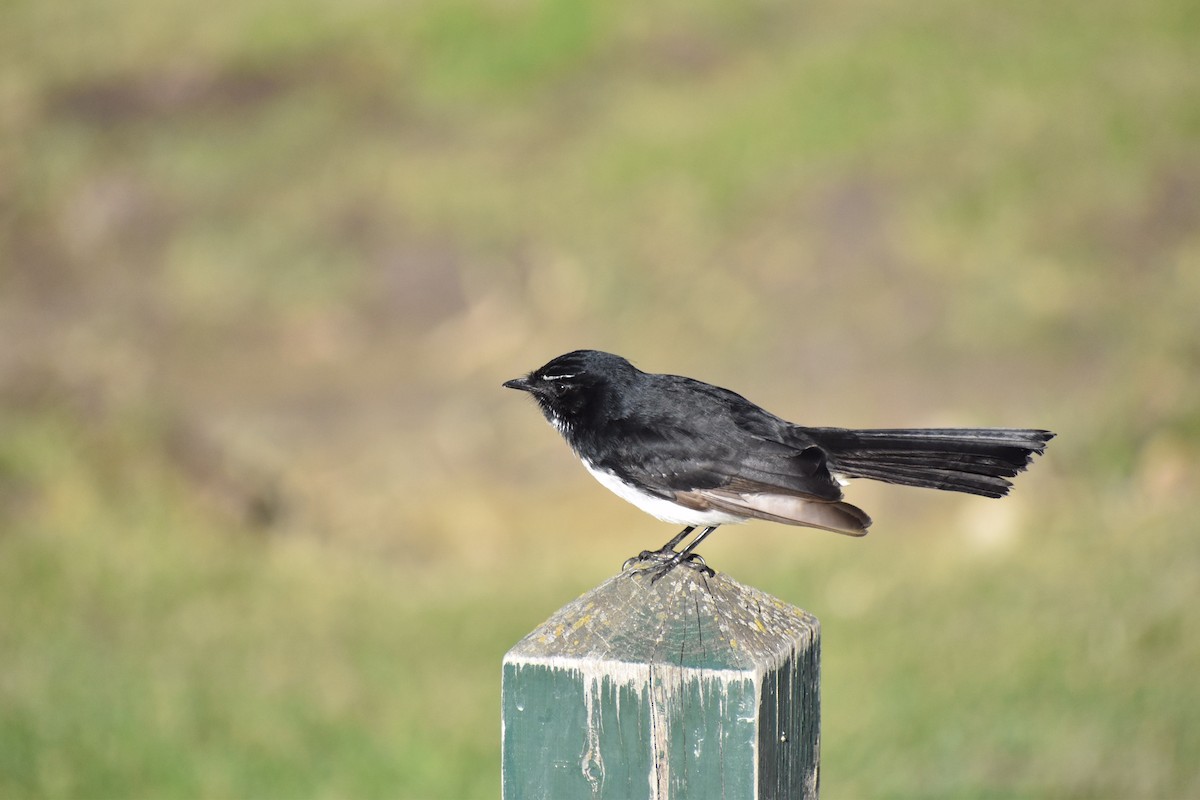 Willie-wagtail - ML258145231