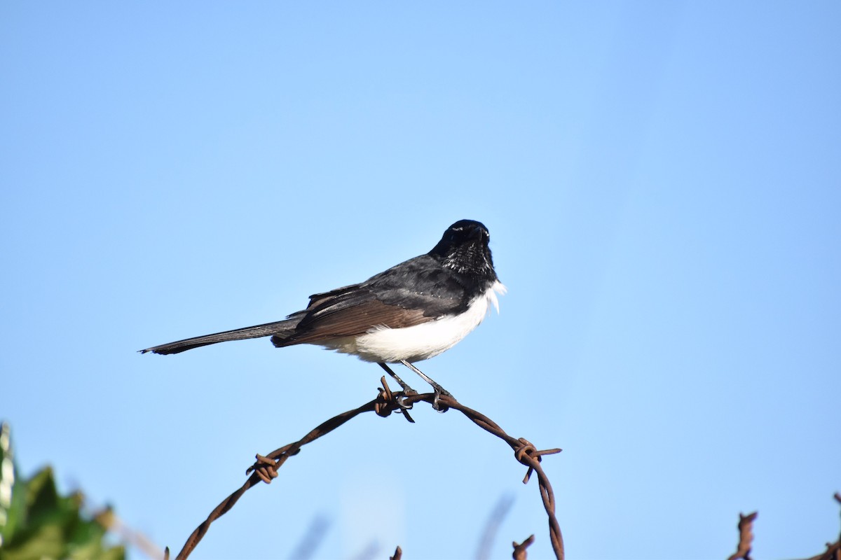 Willie-wagtail - ML258145241