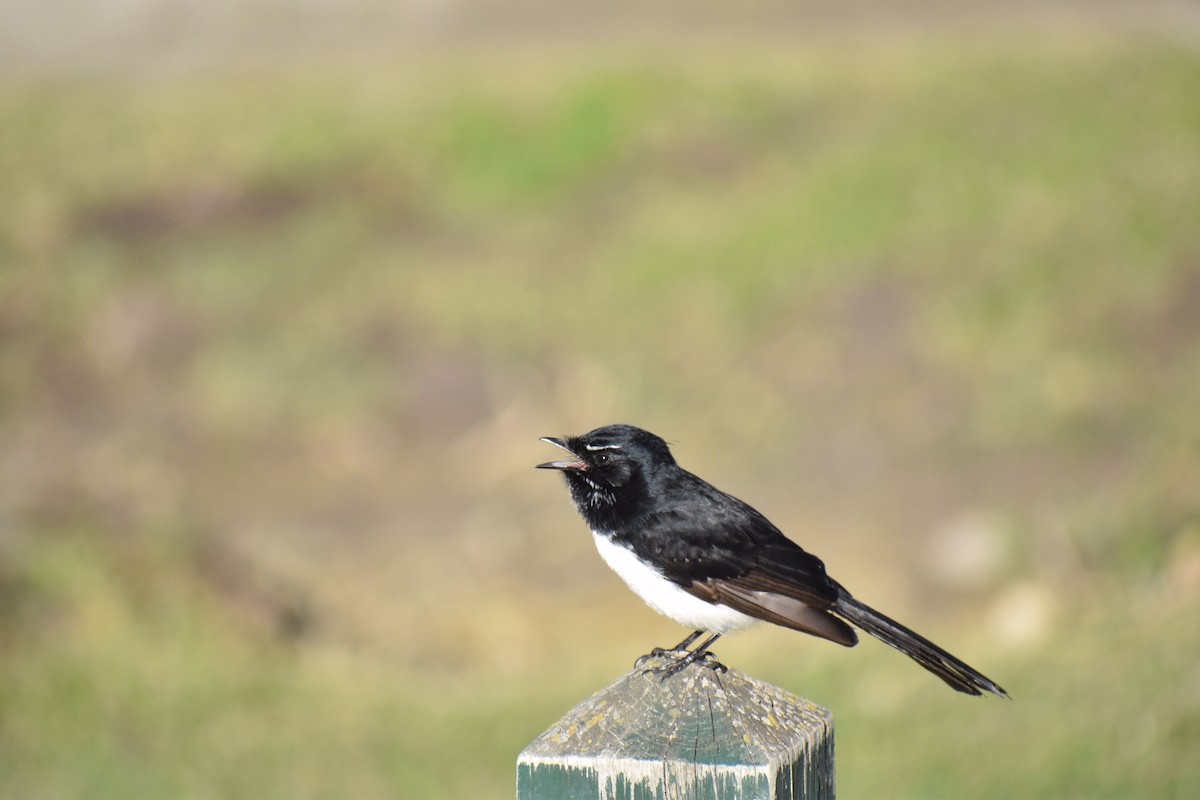 Willie-wagtail - ML258145271