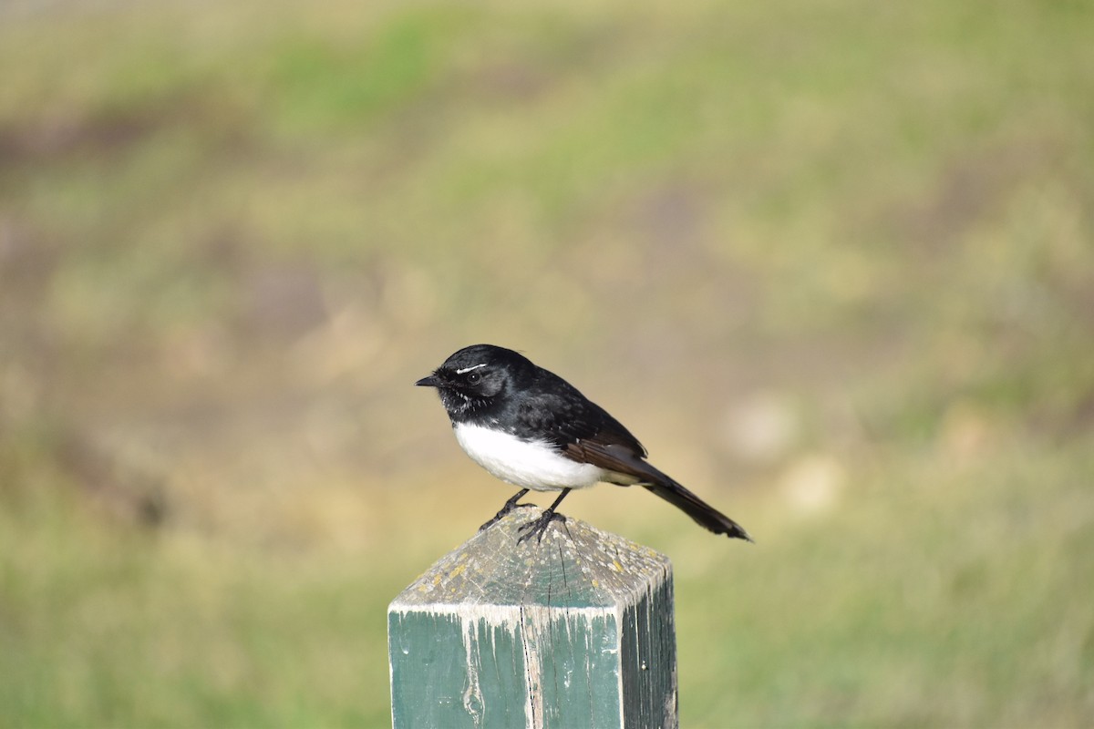 Willie-wagtail - ML258145291