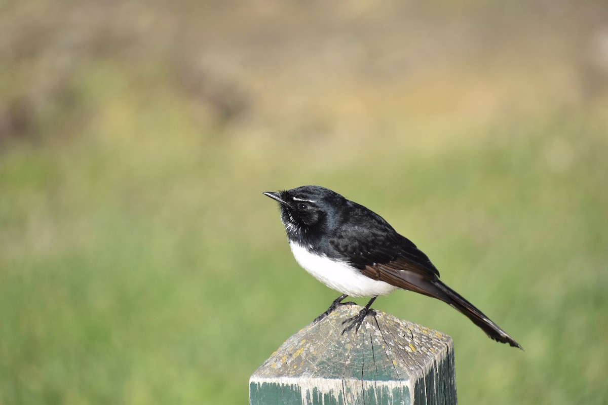 Willie-wagtail - ML258145321