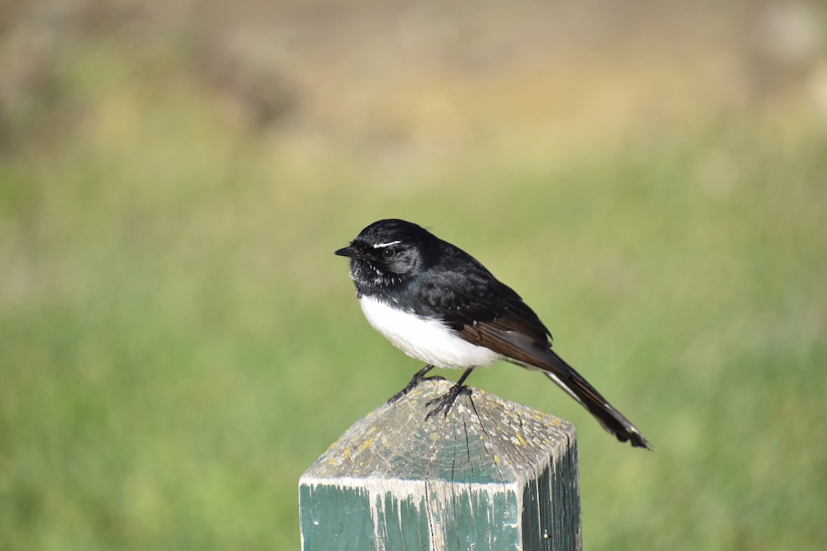 Willie-wagtail - ML258145331