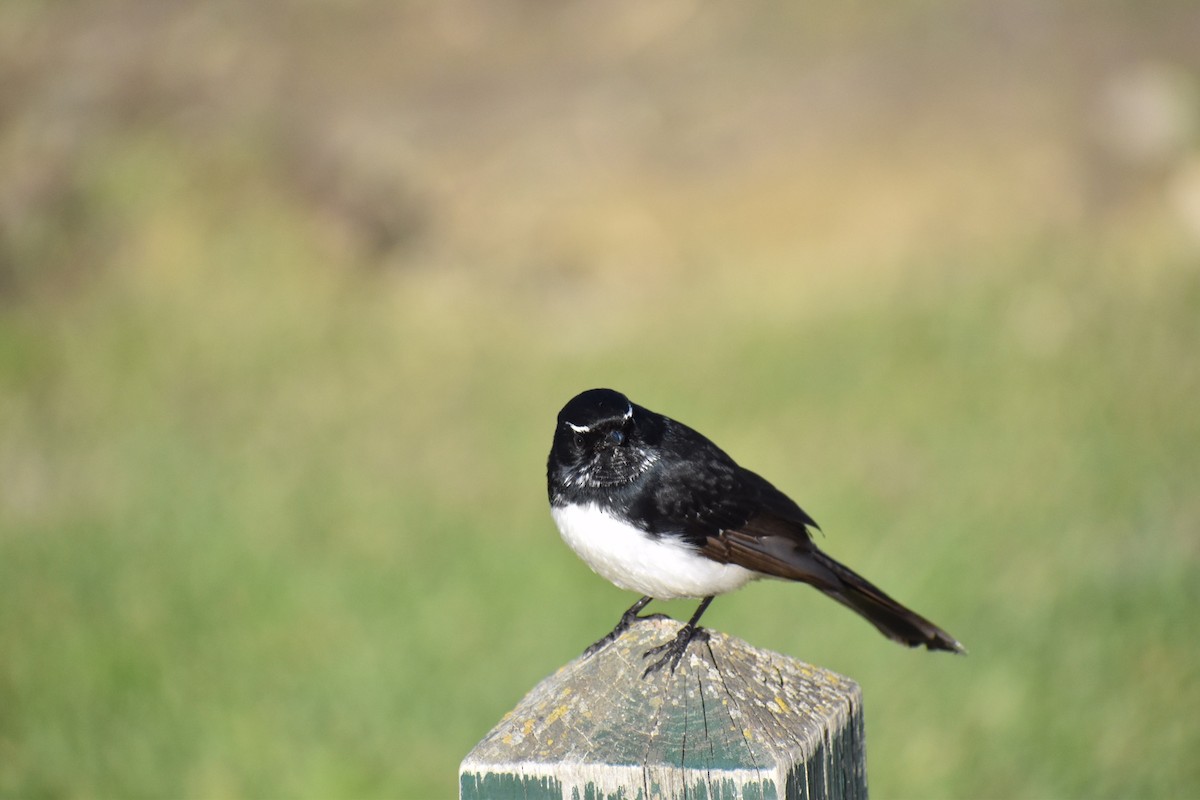 Willie-wagtail - ML258145361
