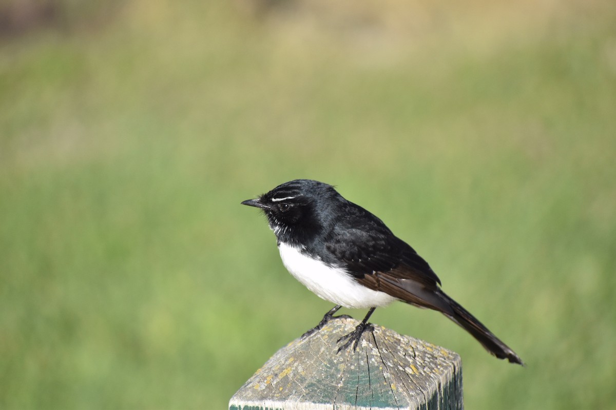 Willie-wagtail - ML258145391