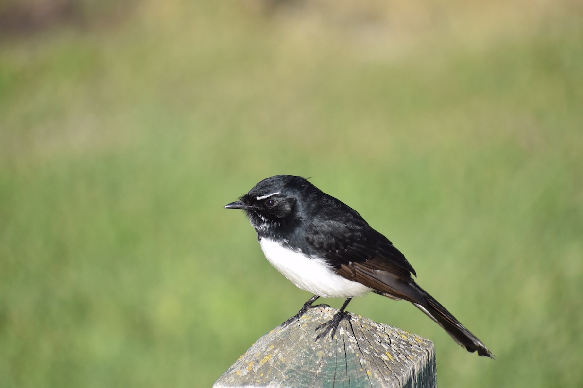 Willie-wagtail - ML258145411
