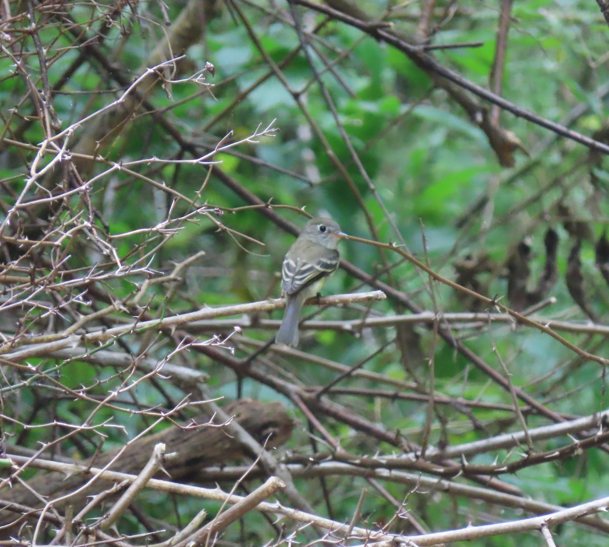 Least Flycatcher - ML258146271