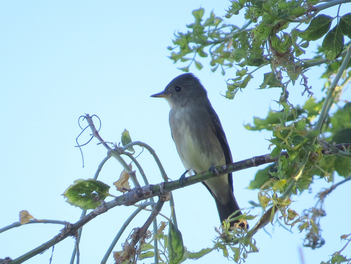 Western Wood-Pewee - Asher  Warkentin