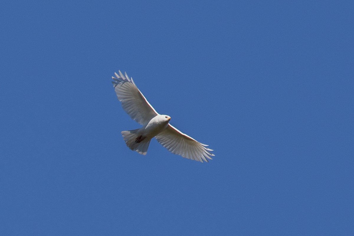 Gray Goshawk - ML258147951