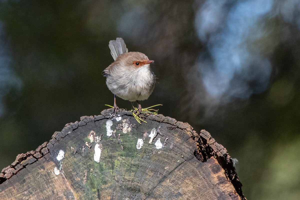 Superb Fairywren - ML258148111