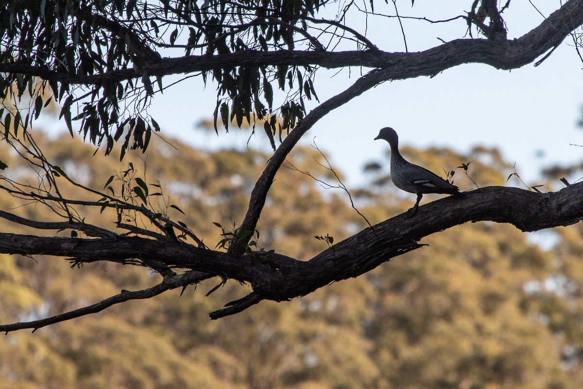 Maned Duck - ML258148371