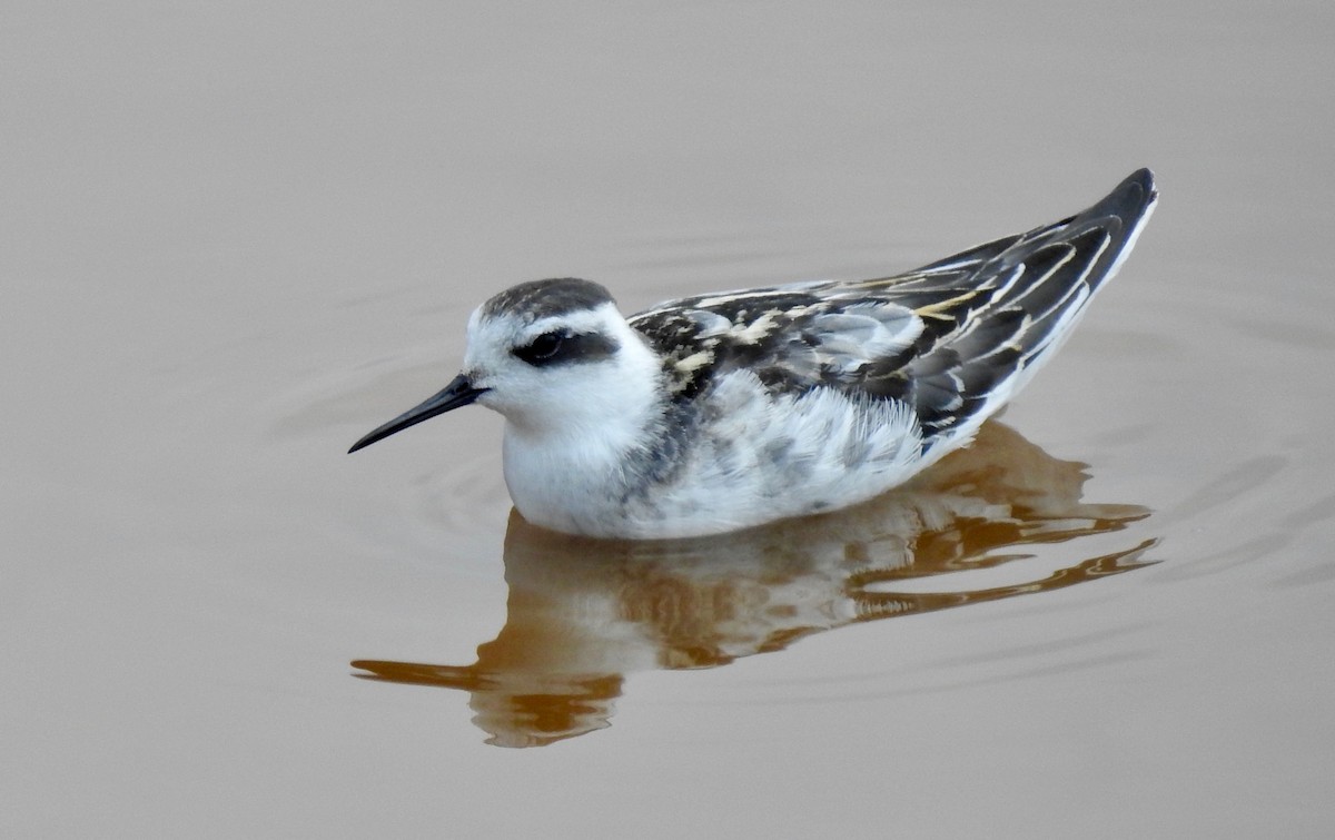 Red-necked Phalarope - ML258148541