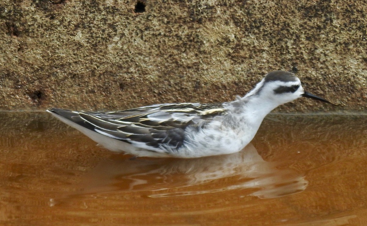 Red-necked Phalarope - ML258148591