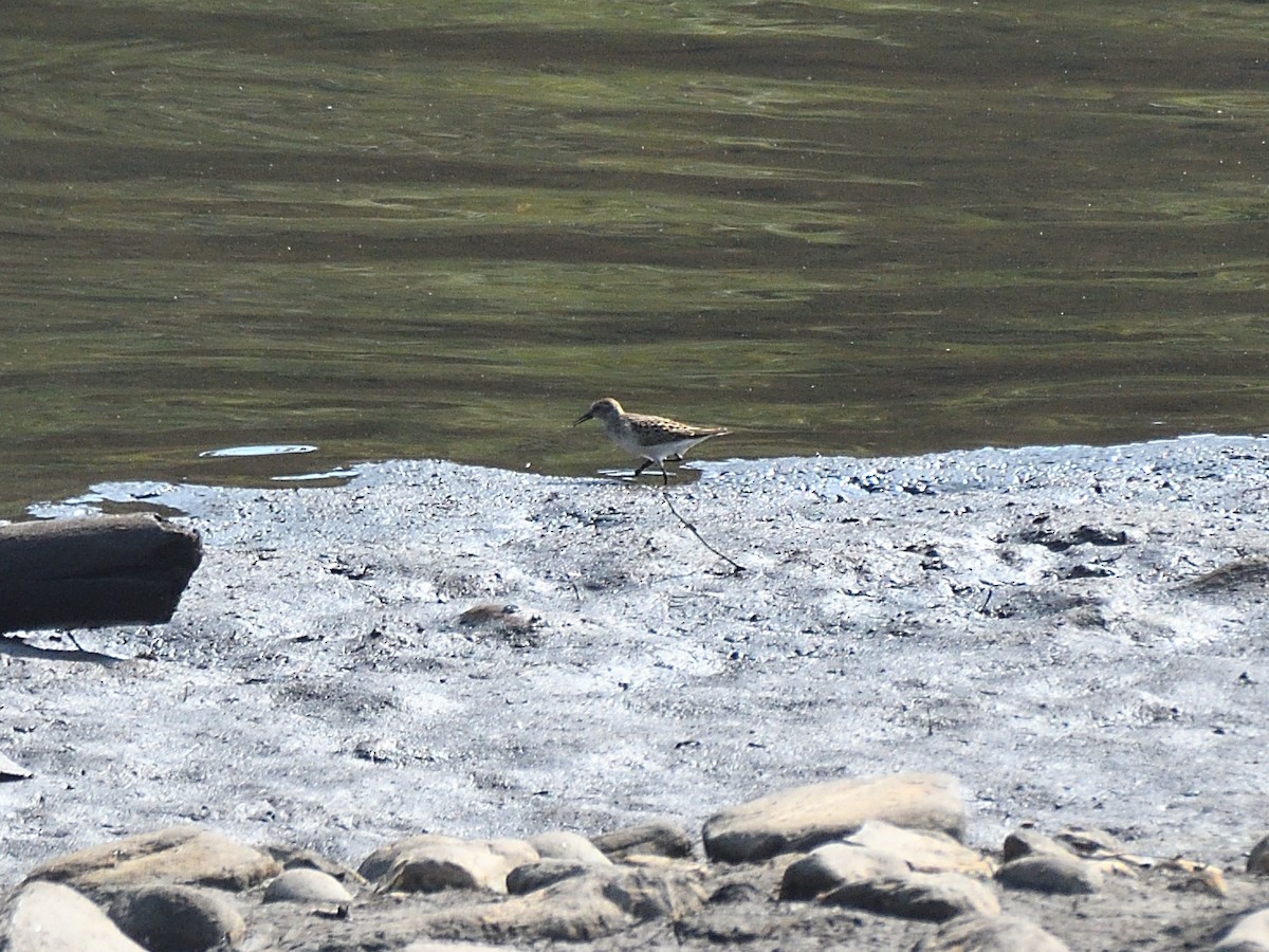 Baird's Sandpiper - Dorrie Holmes