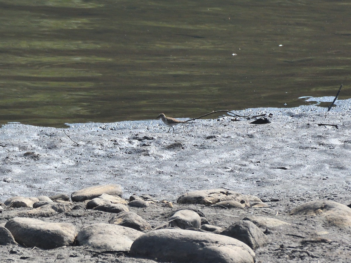 Baird's Sandpiper - Dorrie Holmes