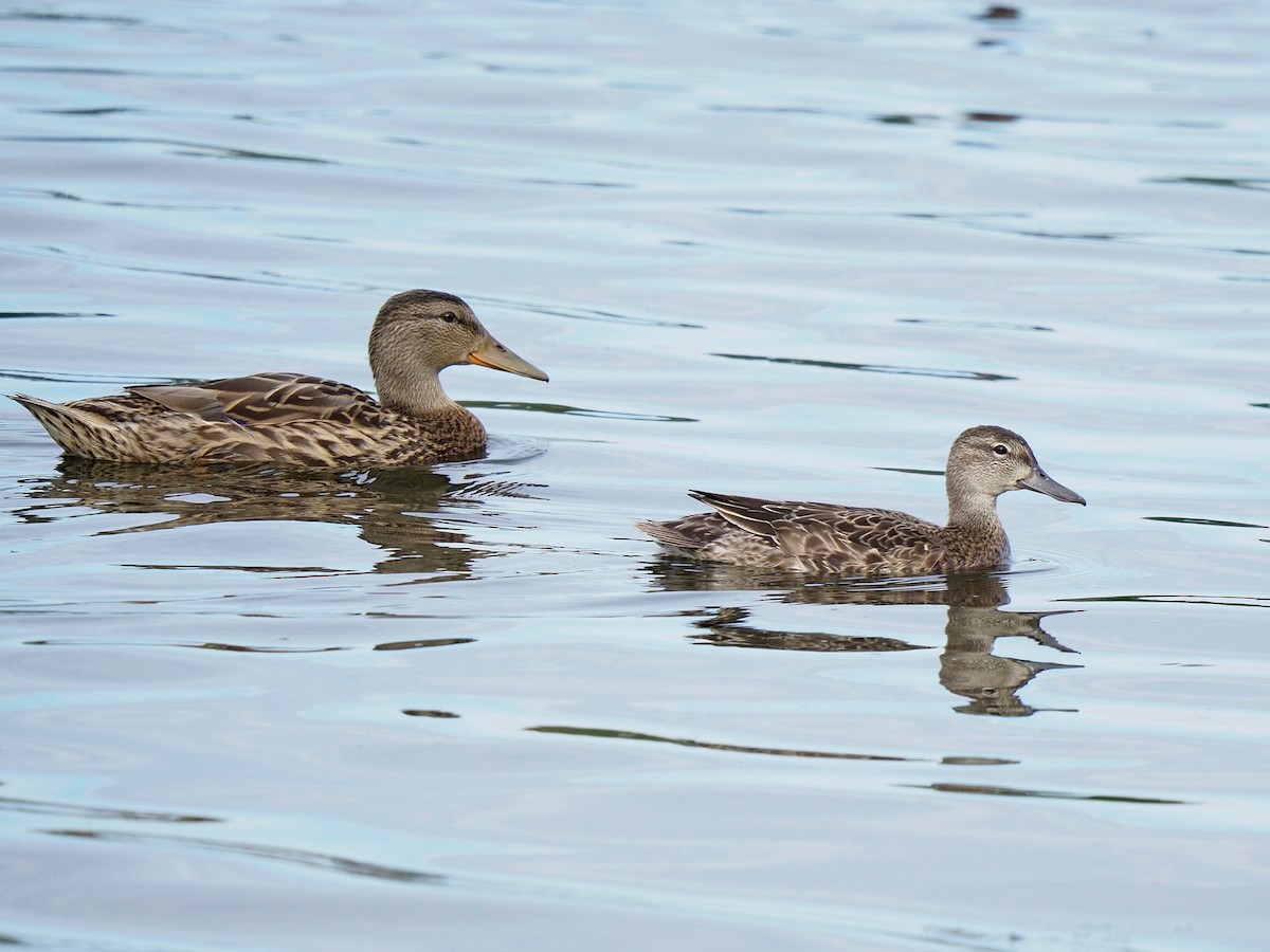 Blue-winged Teal - Bruce Gates