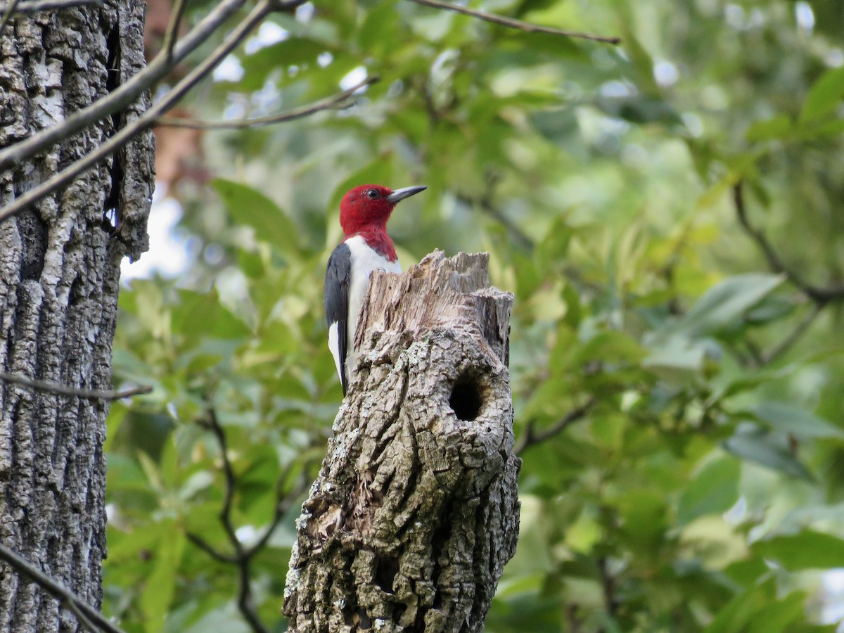 Red-headed Woodpecker - ML258153451