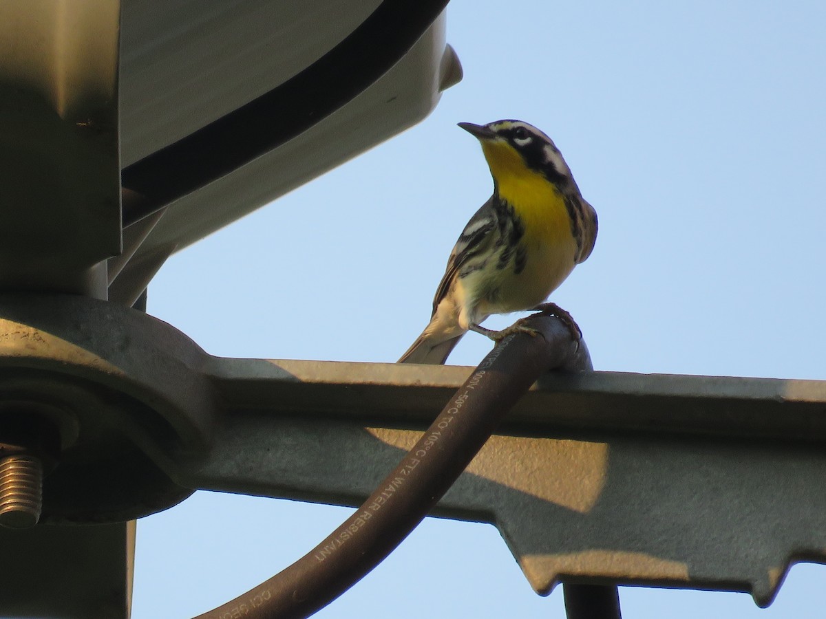 Yellow-throated Warbler - ML258153611