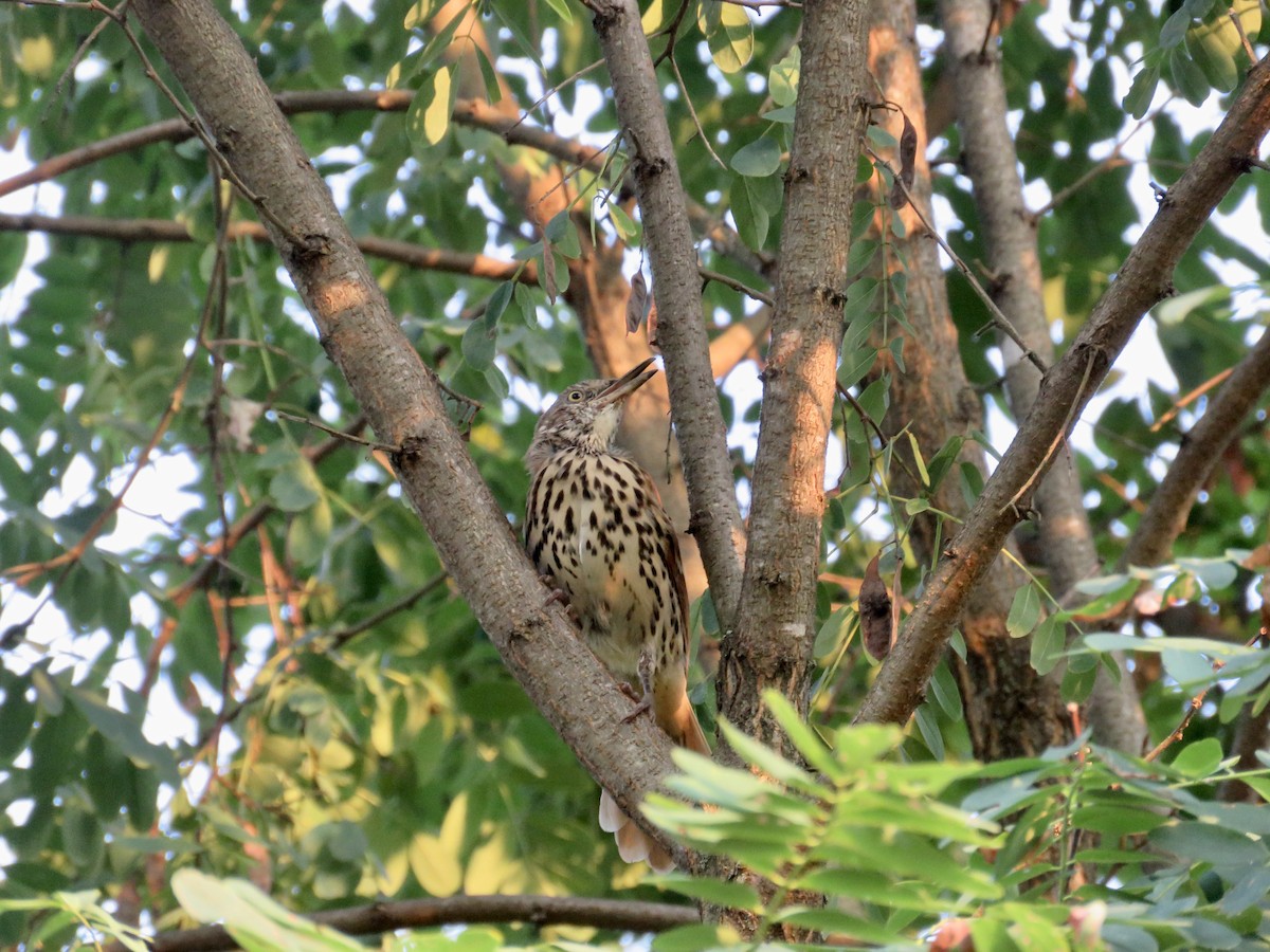 Brown Thrasher - ML258153661