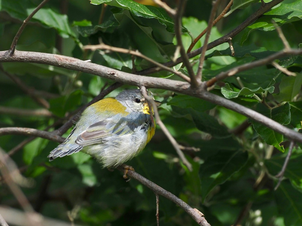 Northern Parula - ML258156321
