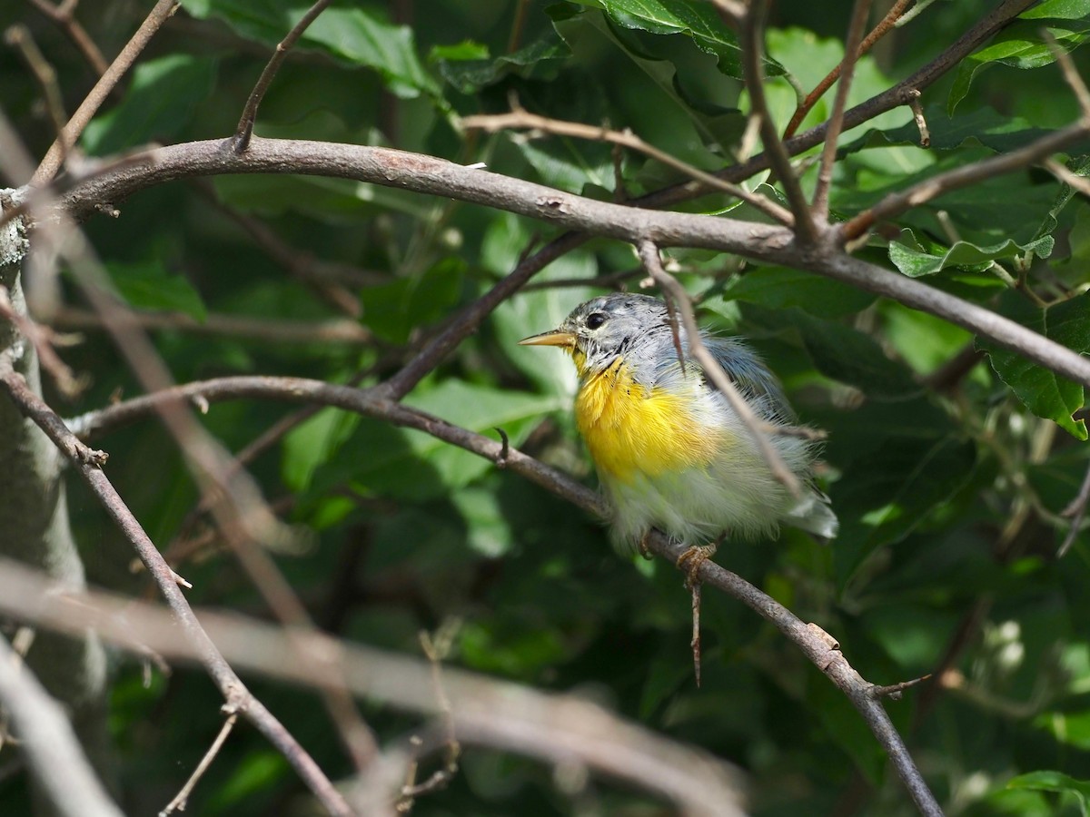 Northern Parula - ML258156331