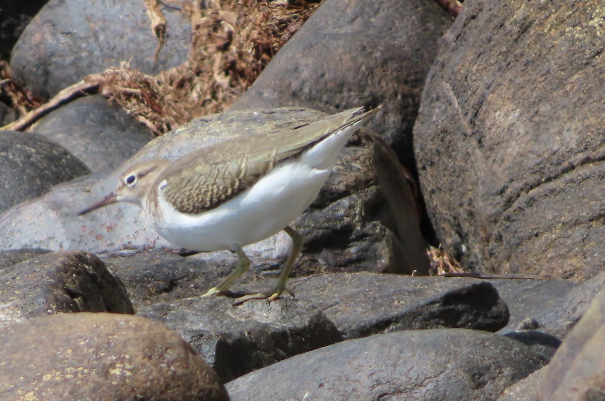 Spotted Sandpiper - ML258157231