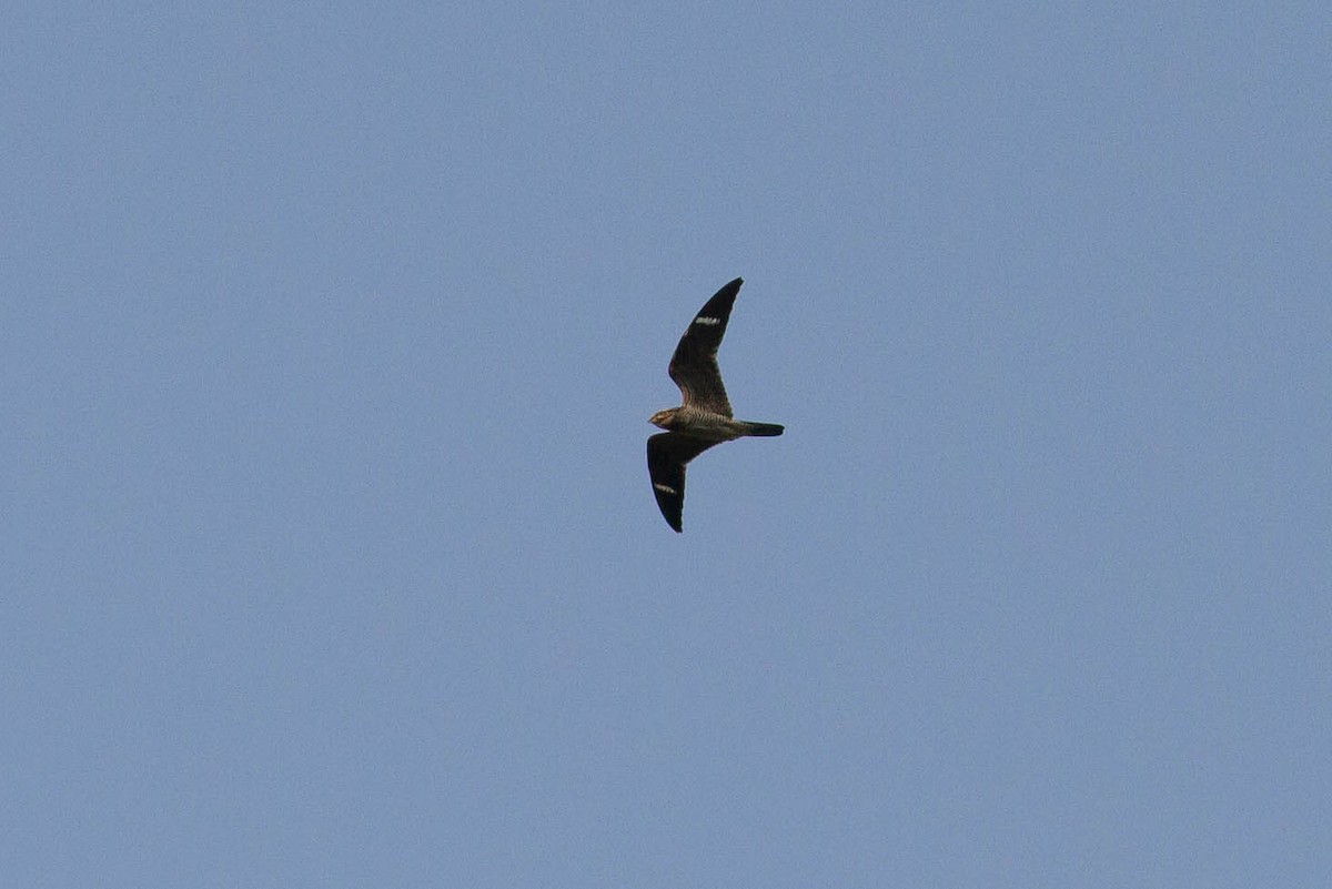 Common Nighthawk - J B