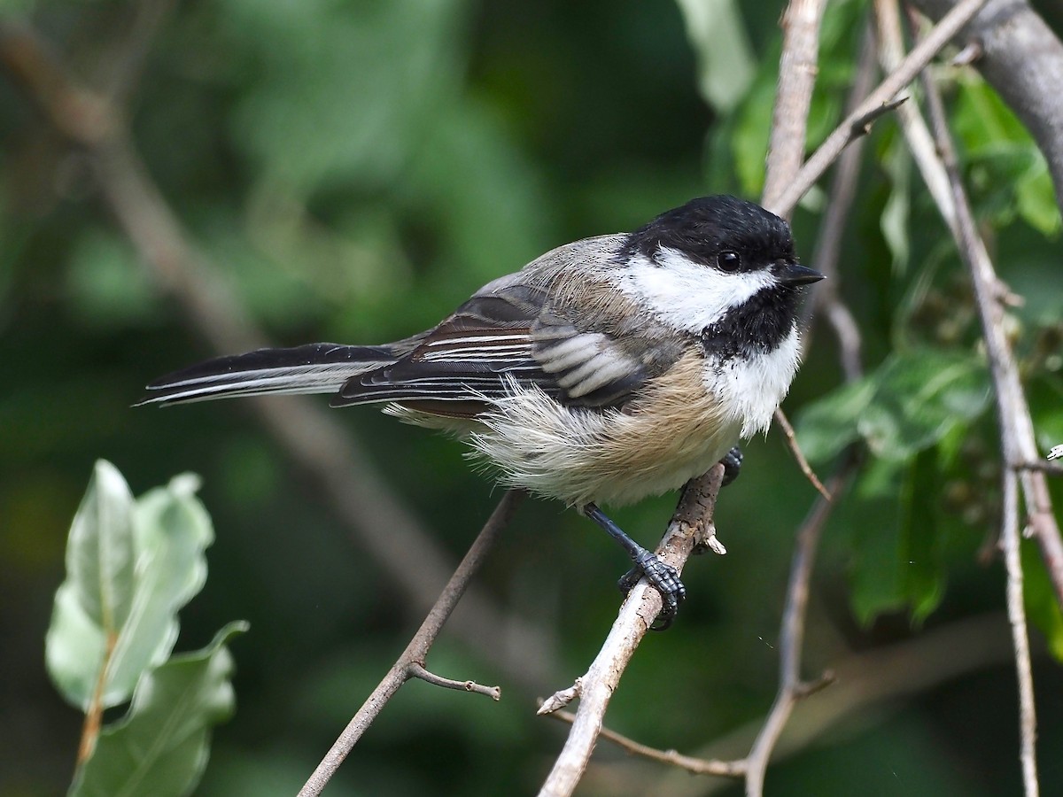 Black-capped Chickadee - ML258157371