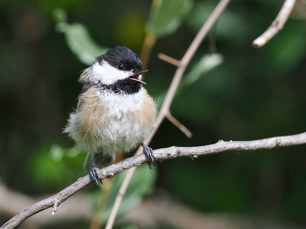 Black-capped Chickadee - ML258157381