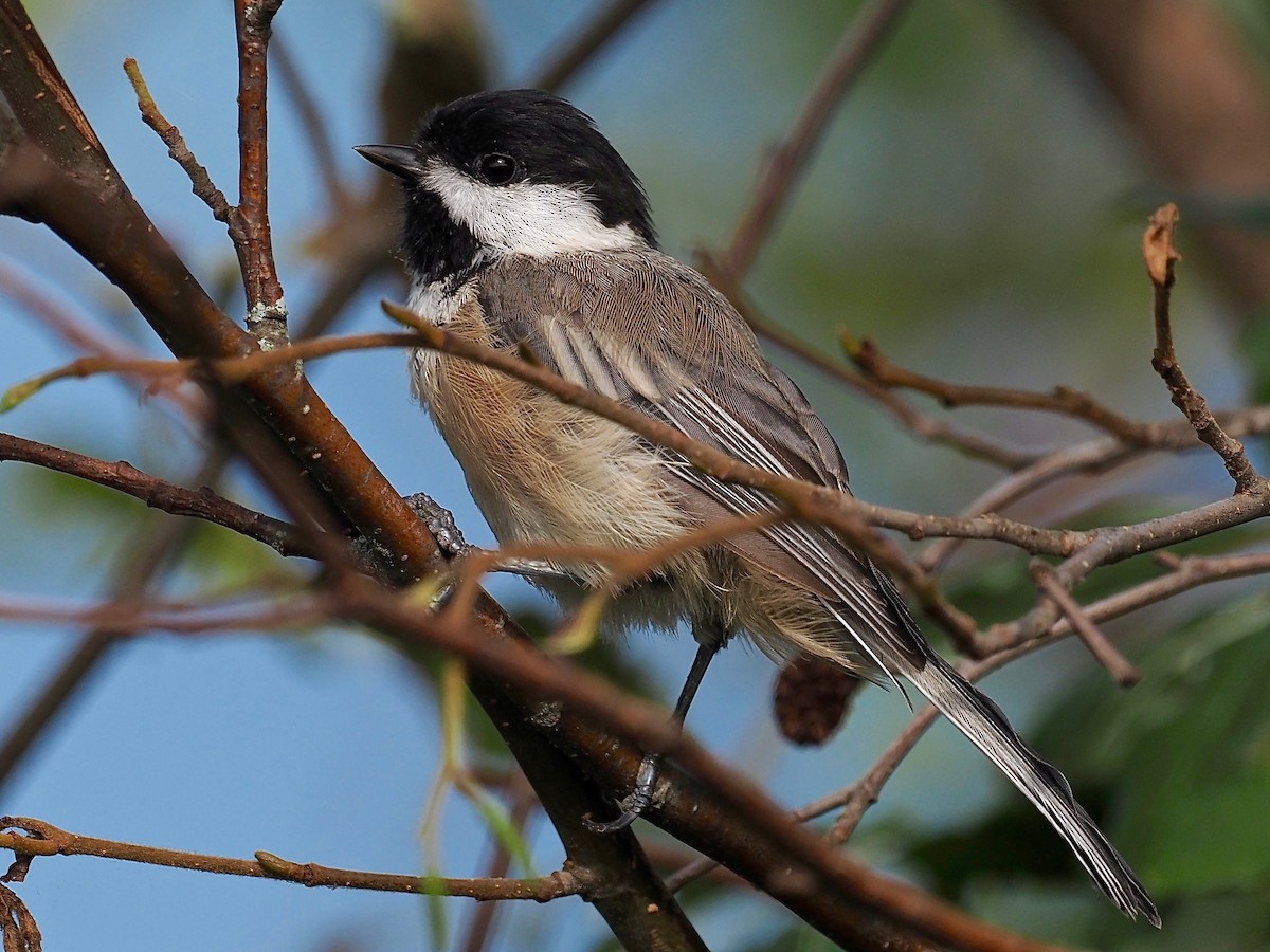 Black-capped Chickadee - ML258157391