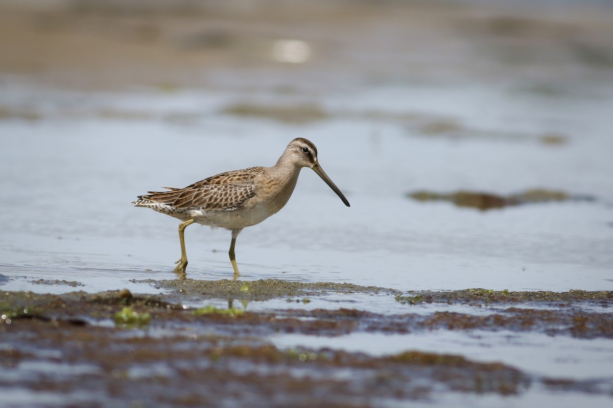 Short-billed Dowitcher - Sky Kardell