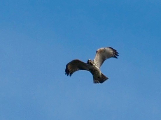 Red-shouldered Hawk - ML258157431