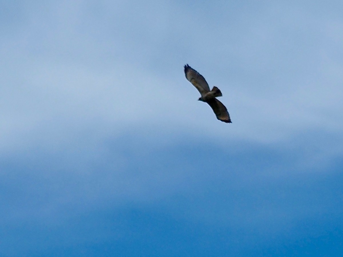 Red-shouldered Hawk - ML258157441