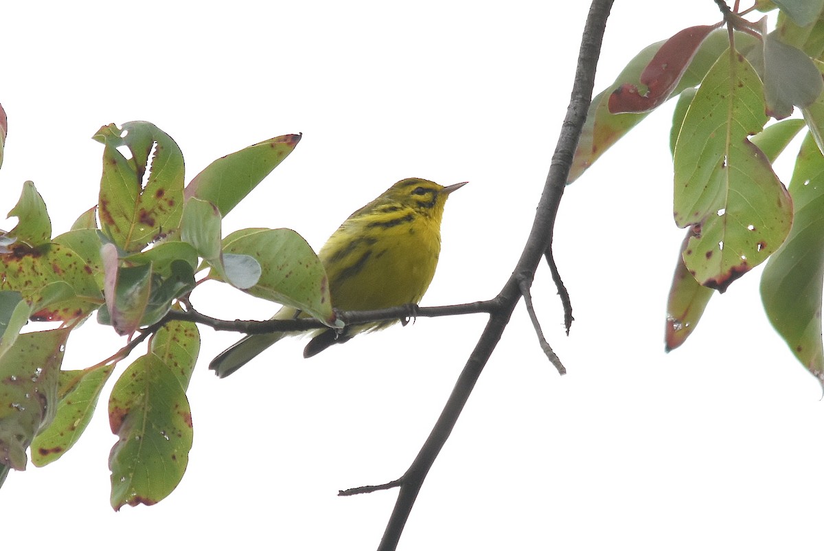 Prairie Warbler - ML258157931