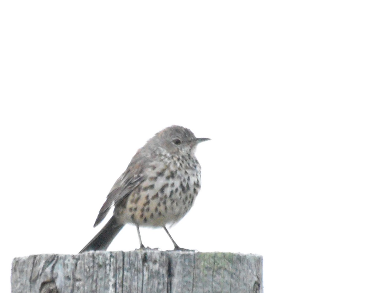 Sage Thrasher - ML258158481