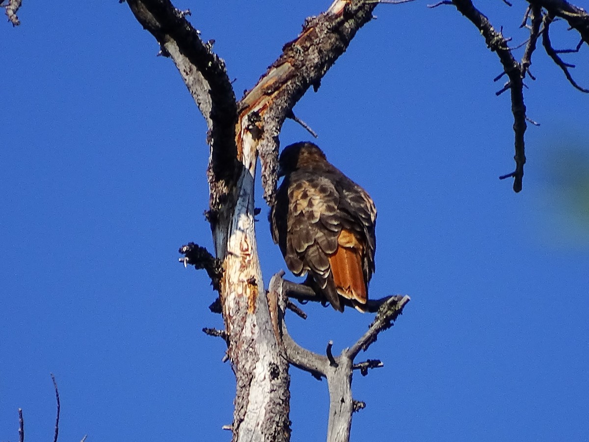 Red-tailed Hawk - ML258159941