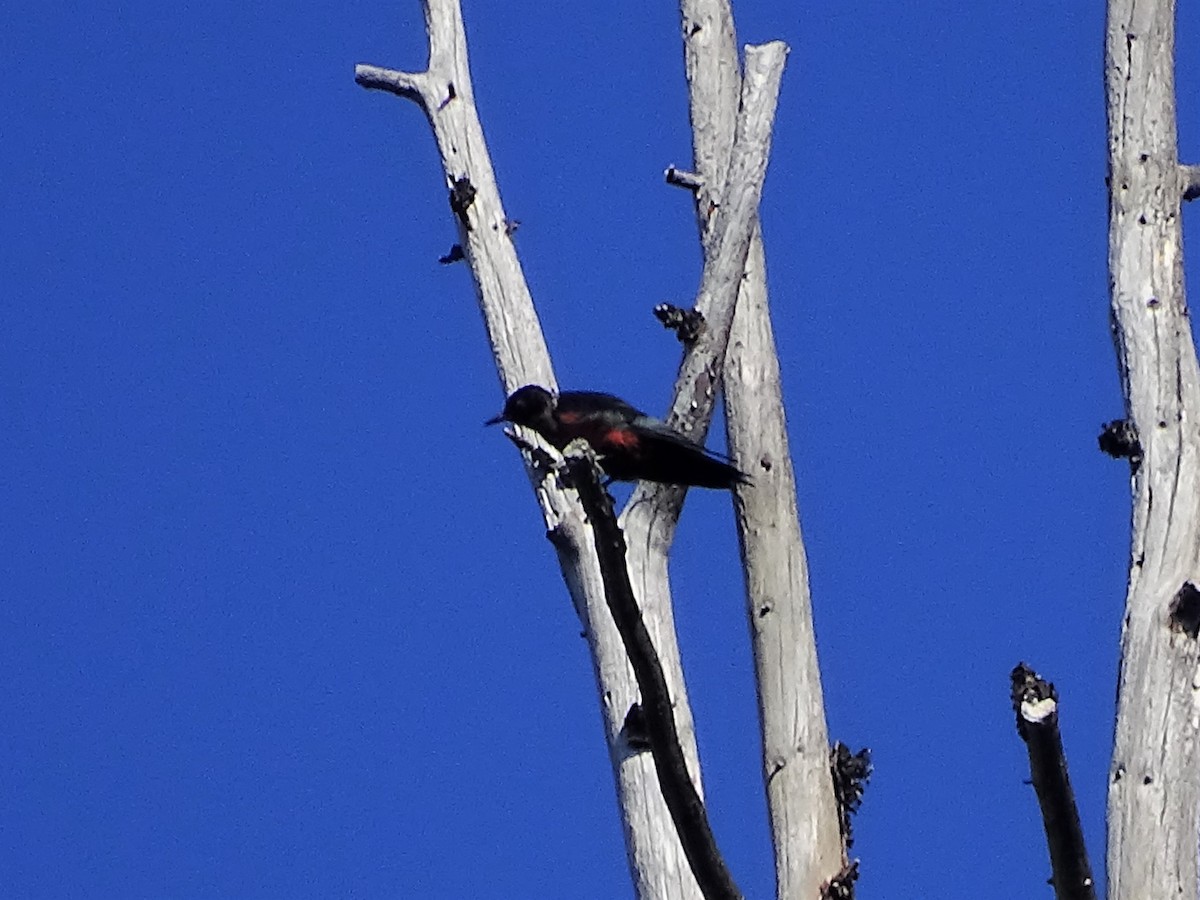 Lewis's Woodpecker - ML258159971