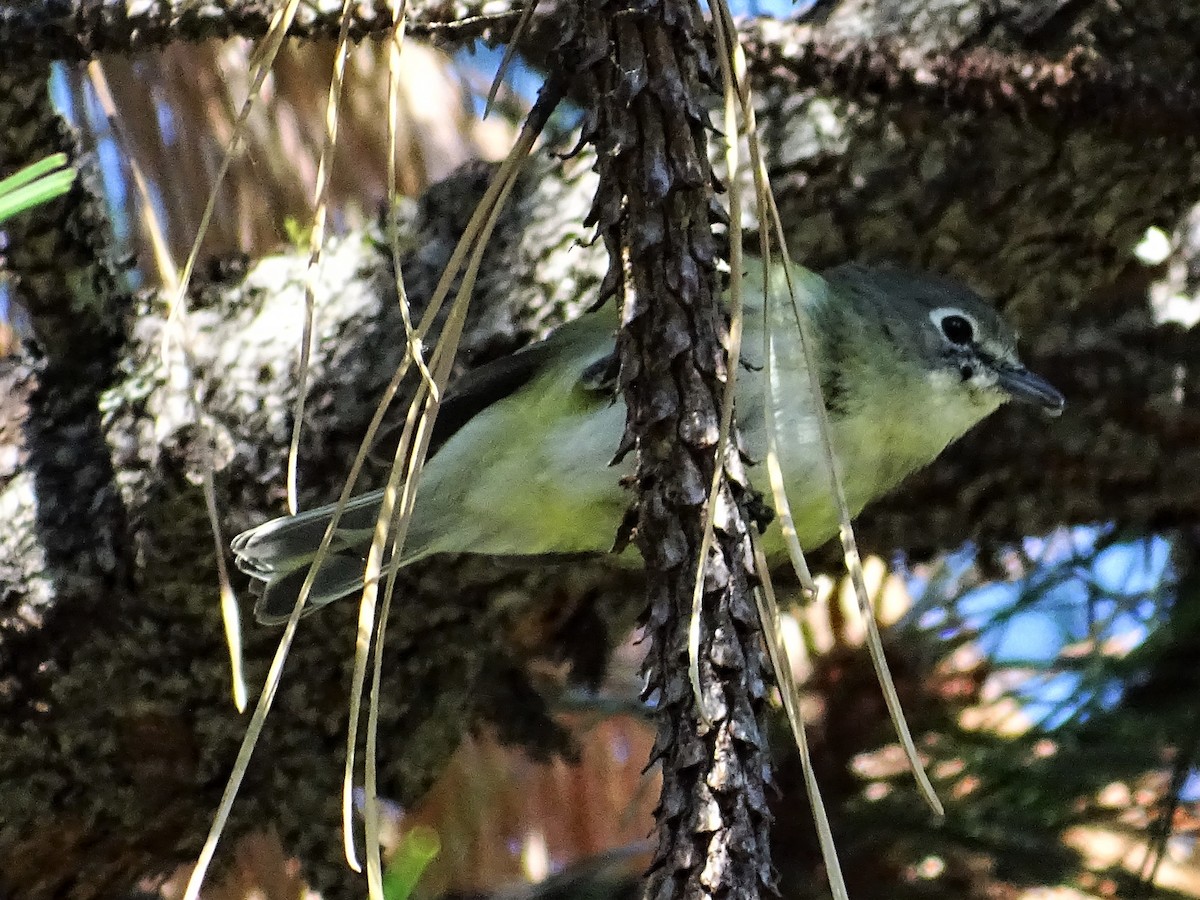 Cassin's Vireo - ML258160071