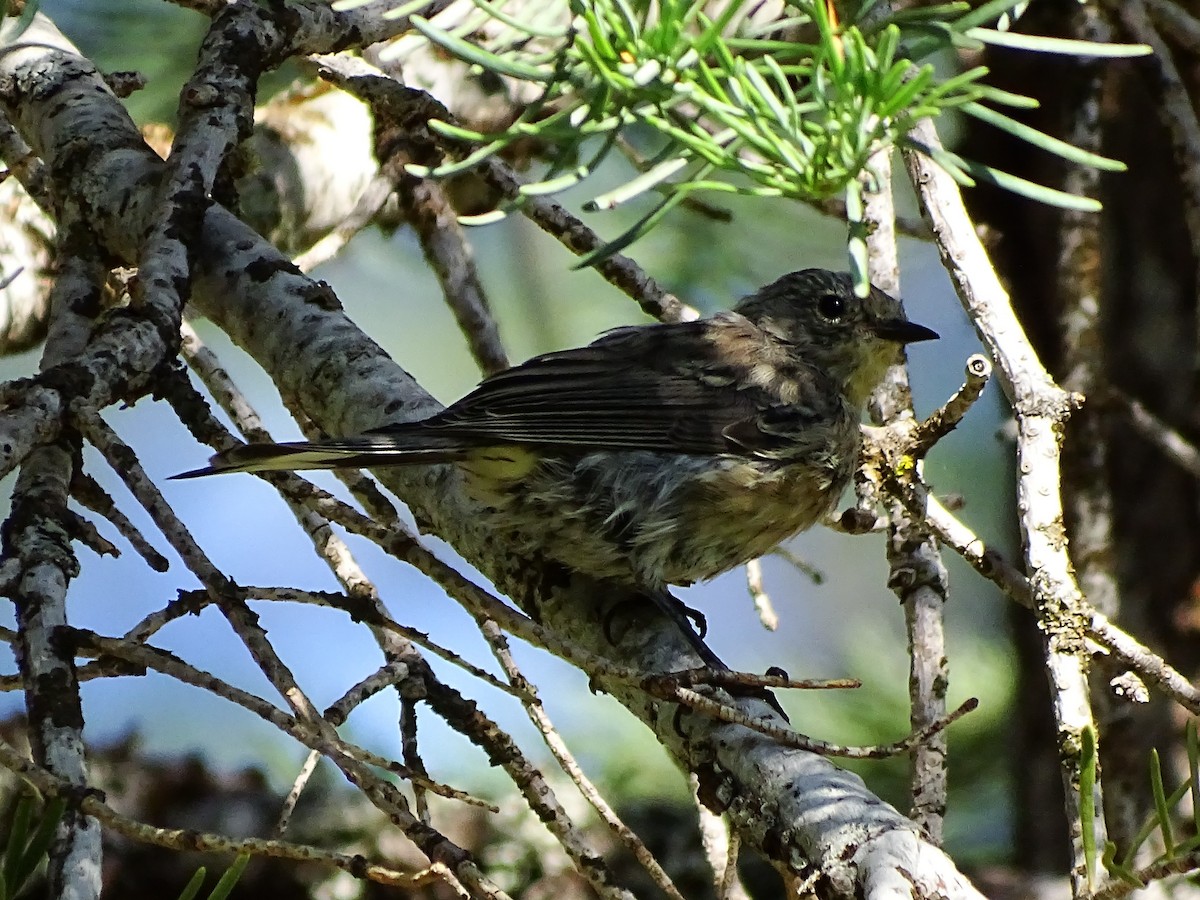 Yellow-rumped Warbler (Audubon's) - ML258160591