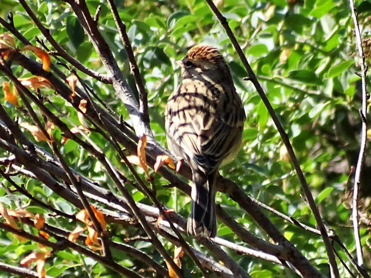 Chipping Sparrow - ML258160911
