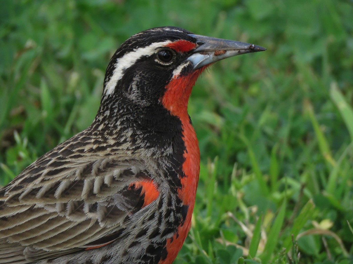 Long-tailed Meadowlark - ML258163081