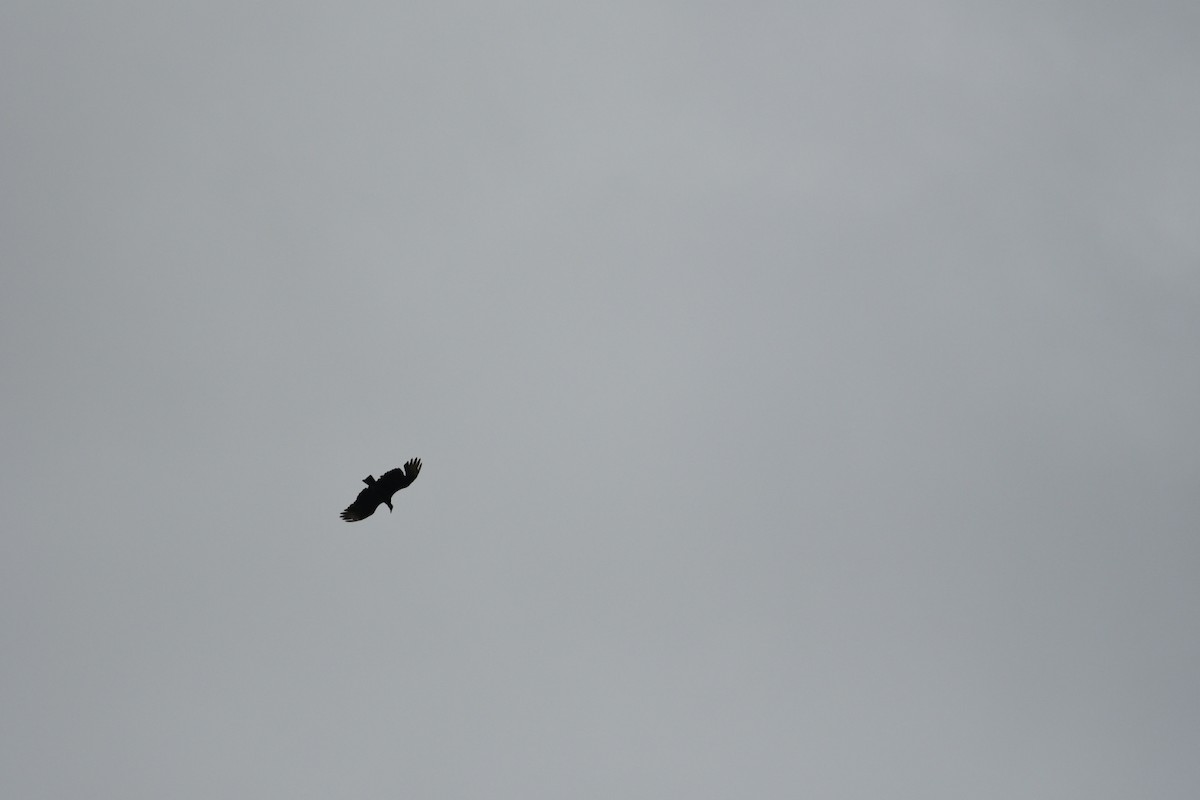 Black Vulture - ML258163621