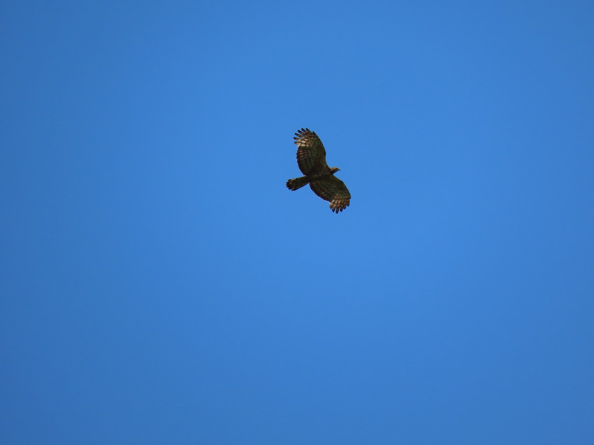 Oriental Honey-buzzard - ML258164491