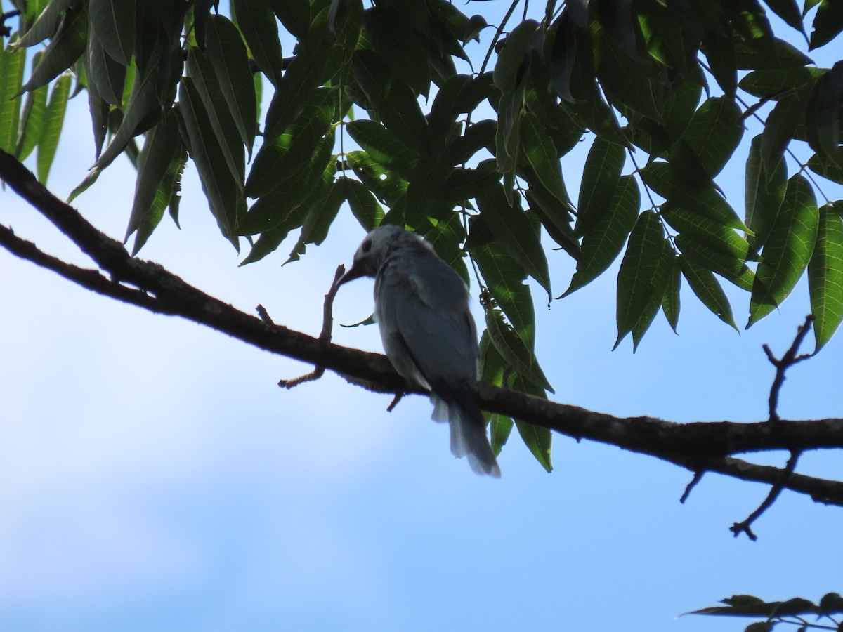 Ashy Drongo - Shuyu D