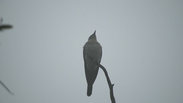 Horsfield's Bronze-Cuckoo - ML258165081