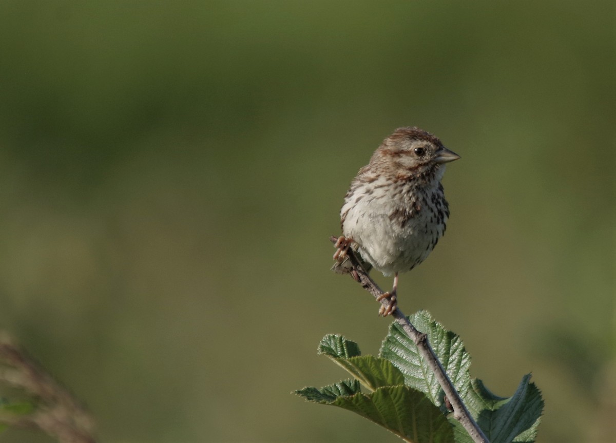 Song Sparrow - Jeff Ogden