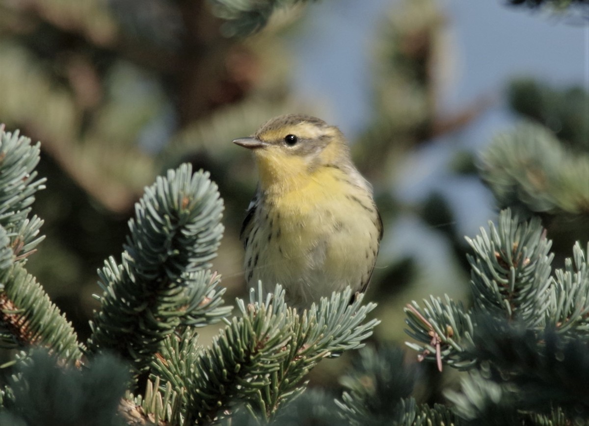 Blackburnian Warbler - Jeff Ogden