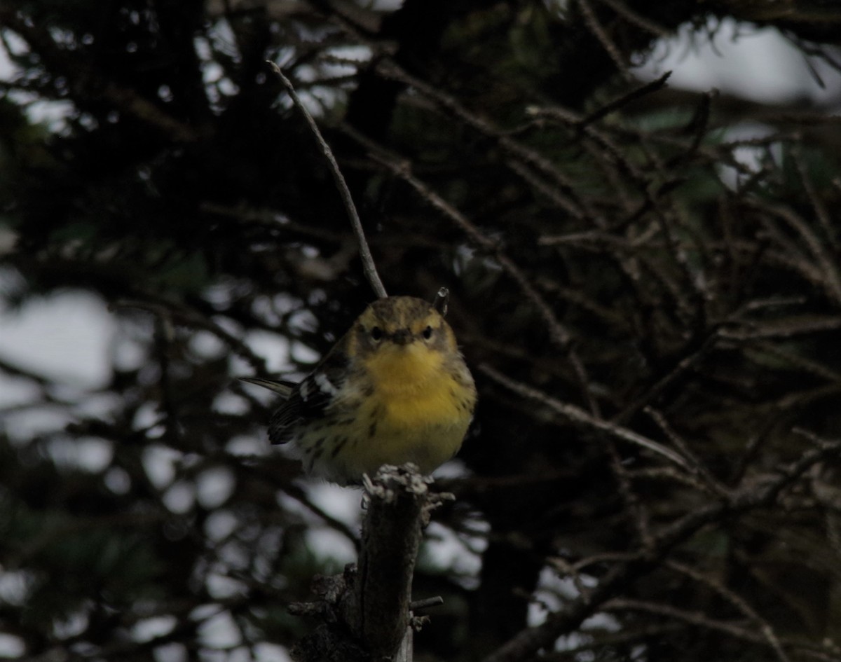 Blackburnian Warbler - Jeff Ogden